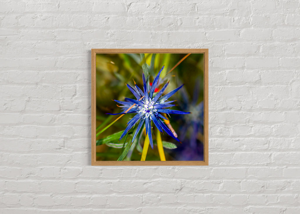 High Summer: Blue Devil Medium Square Print
