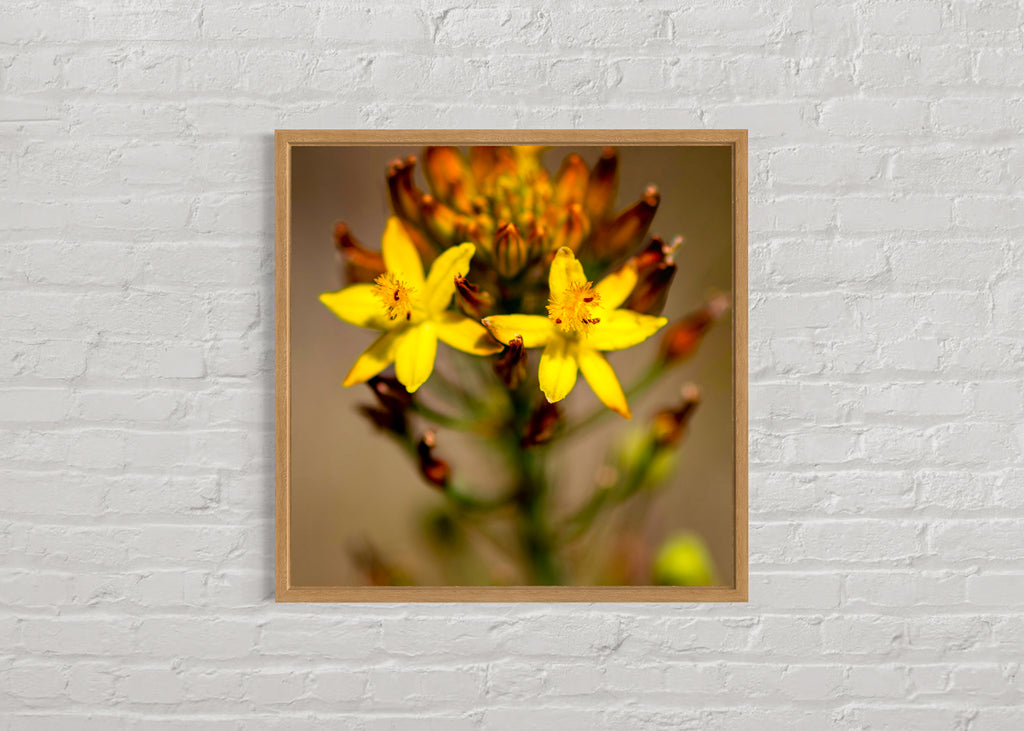 High Summer: Golden Lily Large Square Print