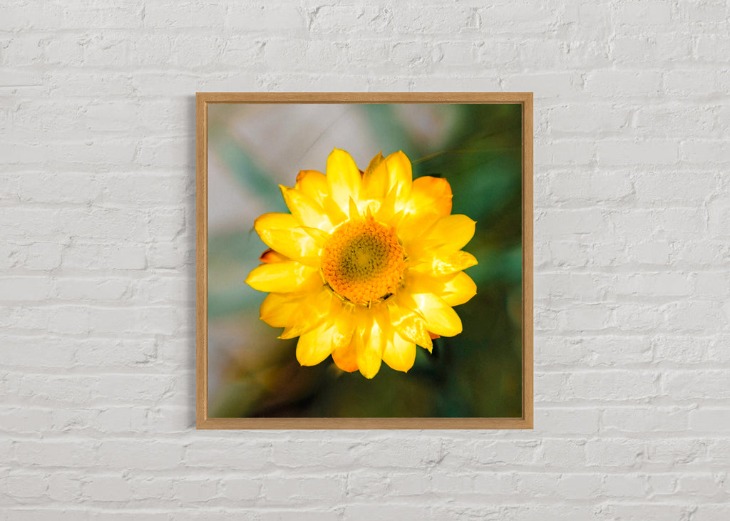 High Summer: Sticky Everlasting Large Square Print