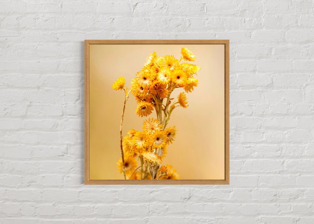 Late Summer: Clustered Everlasting Large Square Print