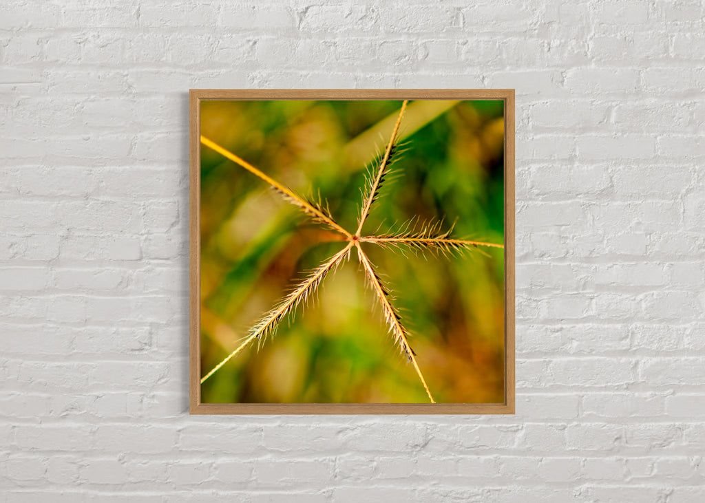 Pre Spring: Australian Windmill Grass Large Square Print