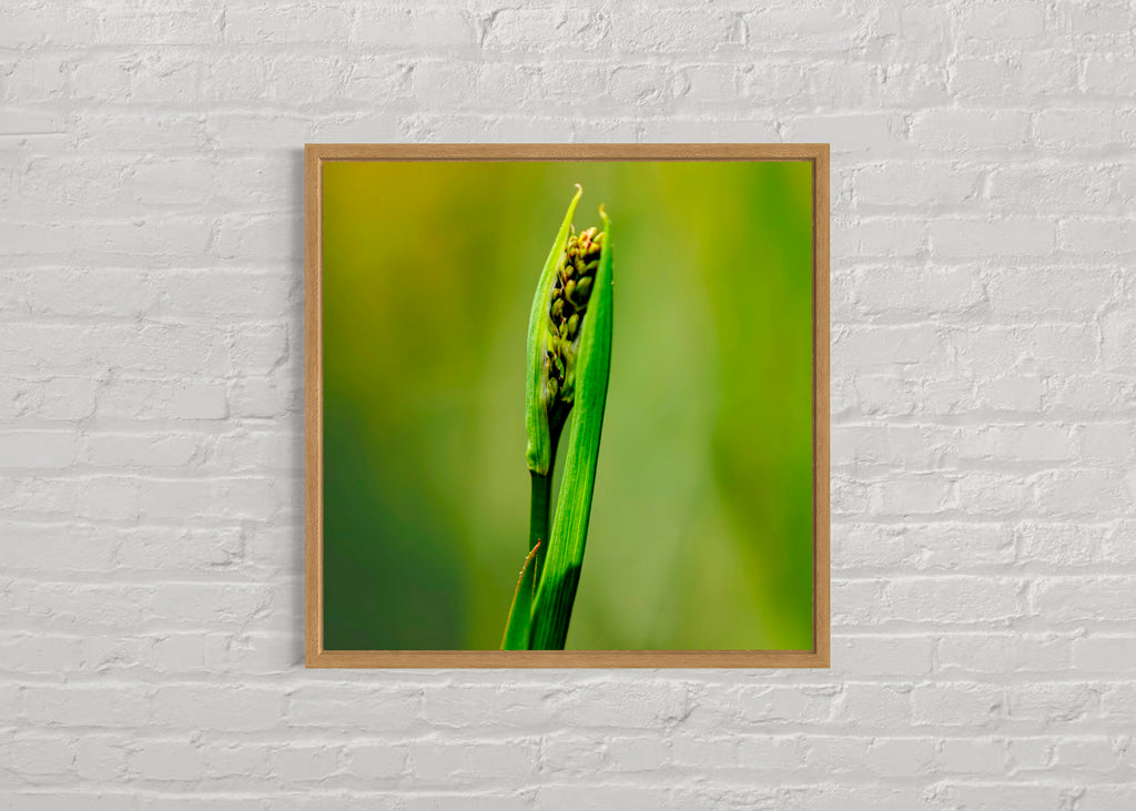 Pre Spring: Dianella Lily Species Large Square Print