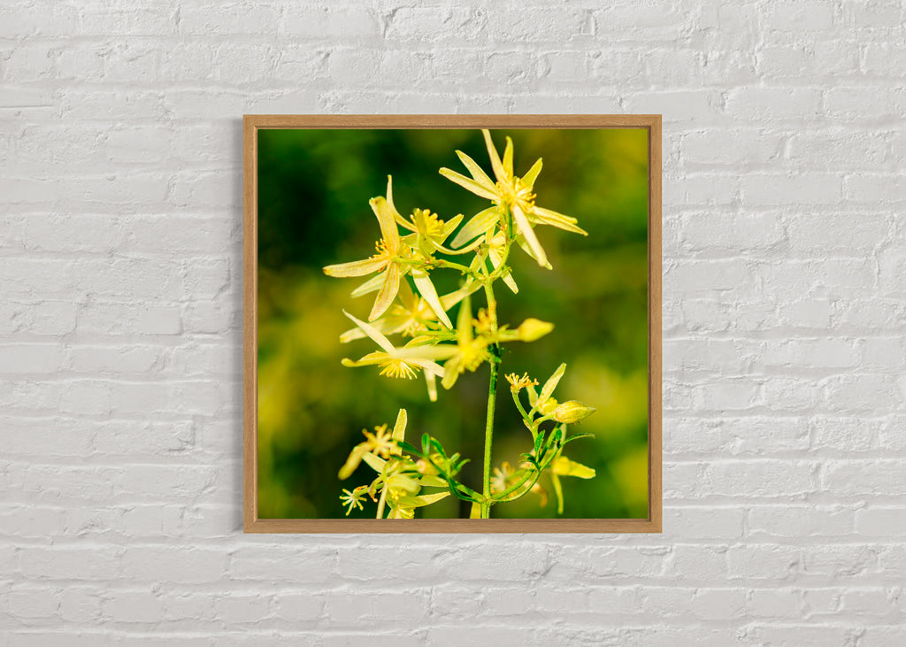 Pre Spring: Small Leaved Clematis Large Square Print