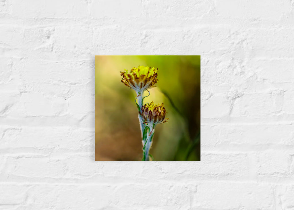 True Spring: Button Everlasting Small Square Print