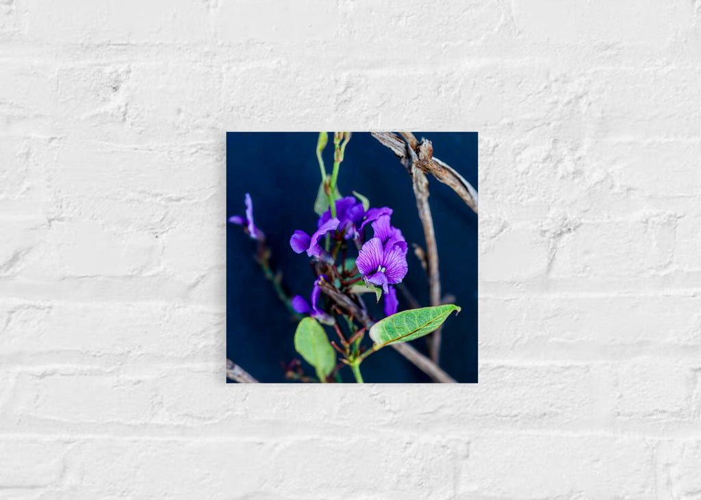 True Spring: Creeping Hovea Small Squared Print