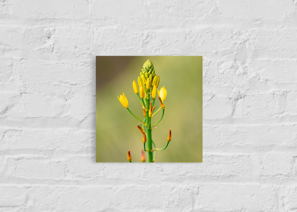 True Spring: Golden Lily Small Square Print