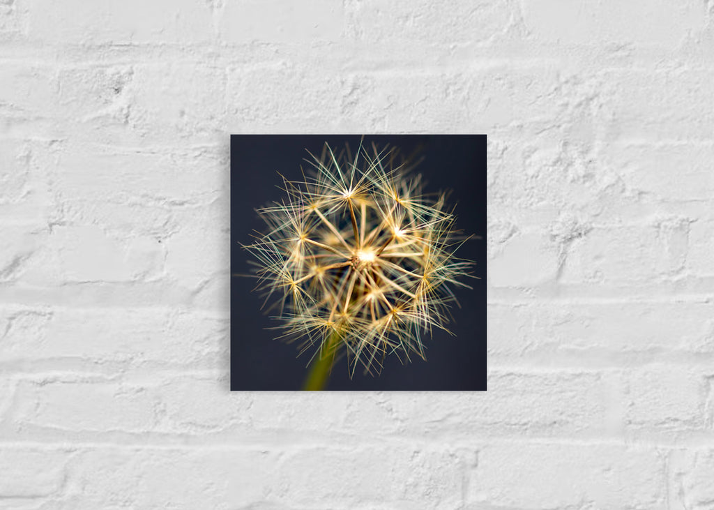 True Spring: Yam Daisy Small Square Print