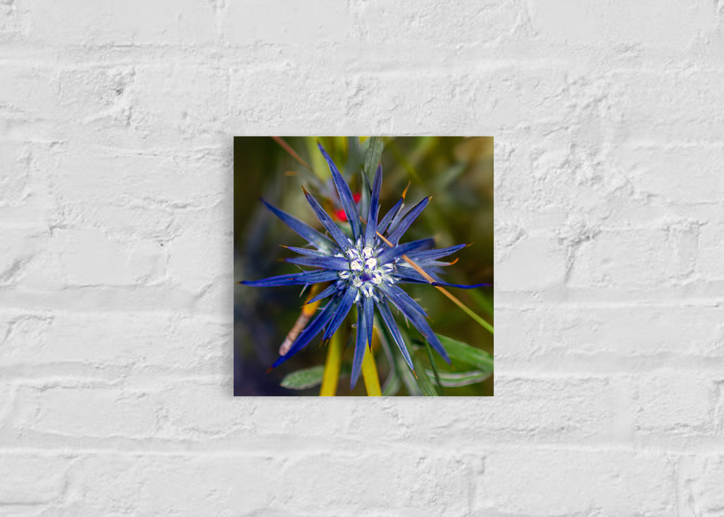High Summer: Blue Devil Small Square Print
