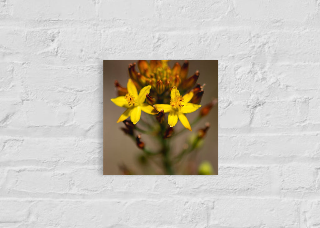 High Summer: Golden Lily Small Square Print