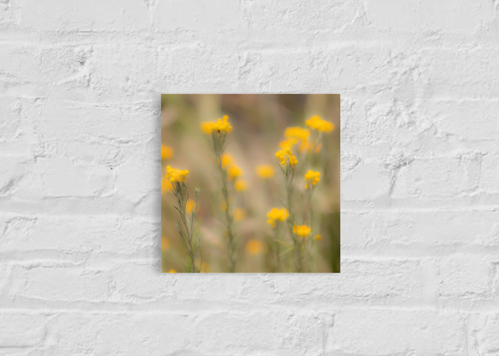 High Summer: Clustered Everlasting Small Square Print