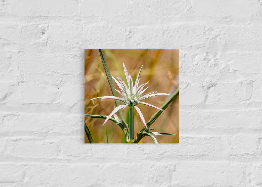 High Summer: Blue Devil Small Square Print