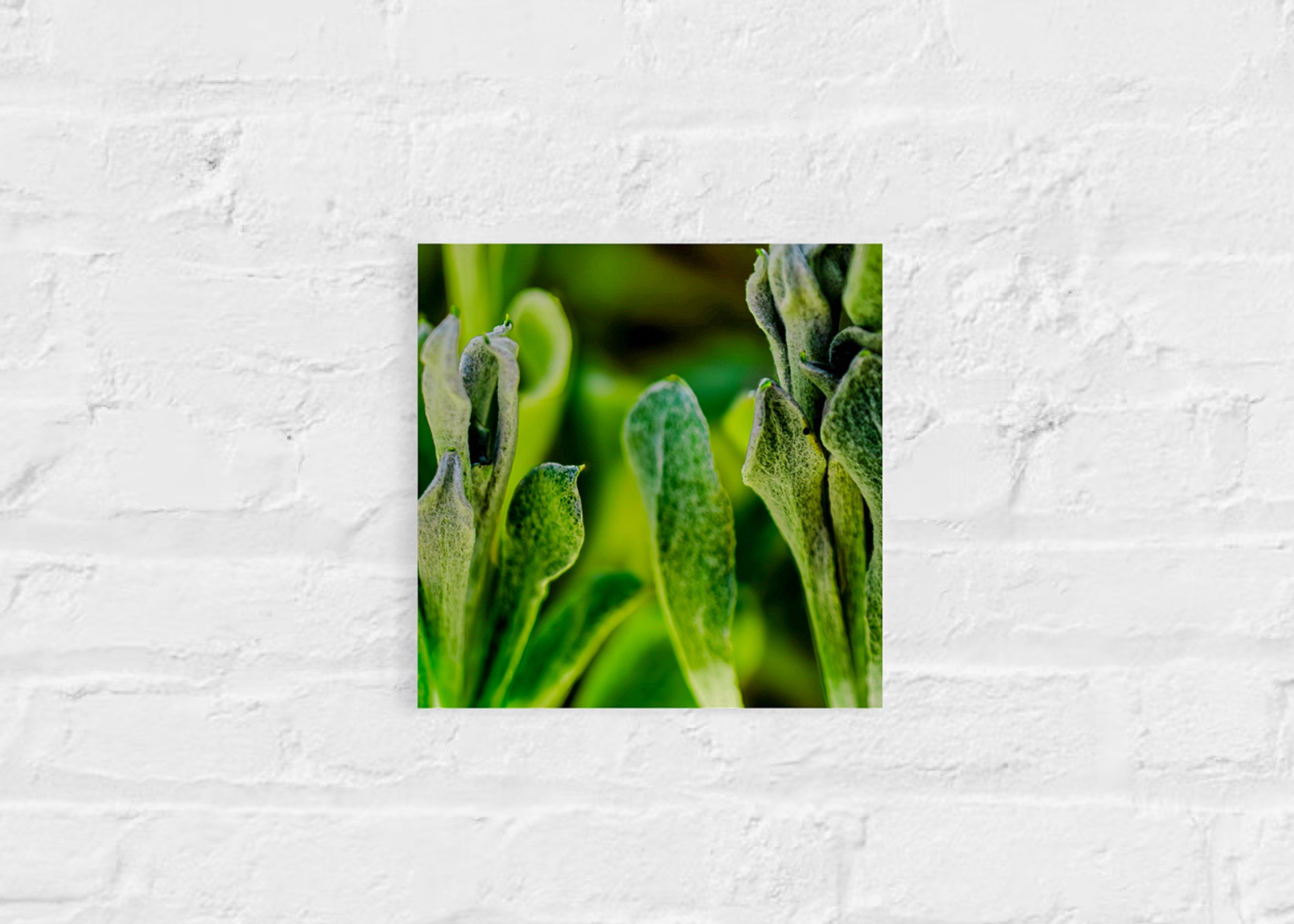 True Spring: Common Everlasting Broad Leaf Small Square Print