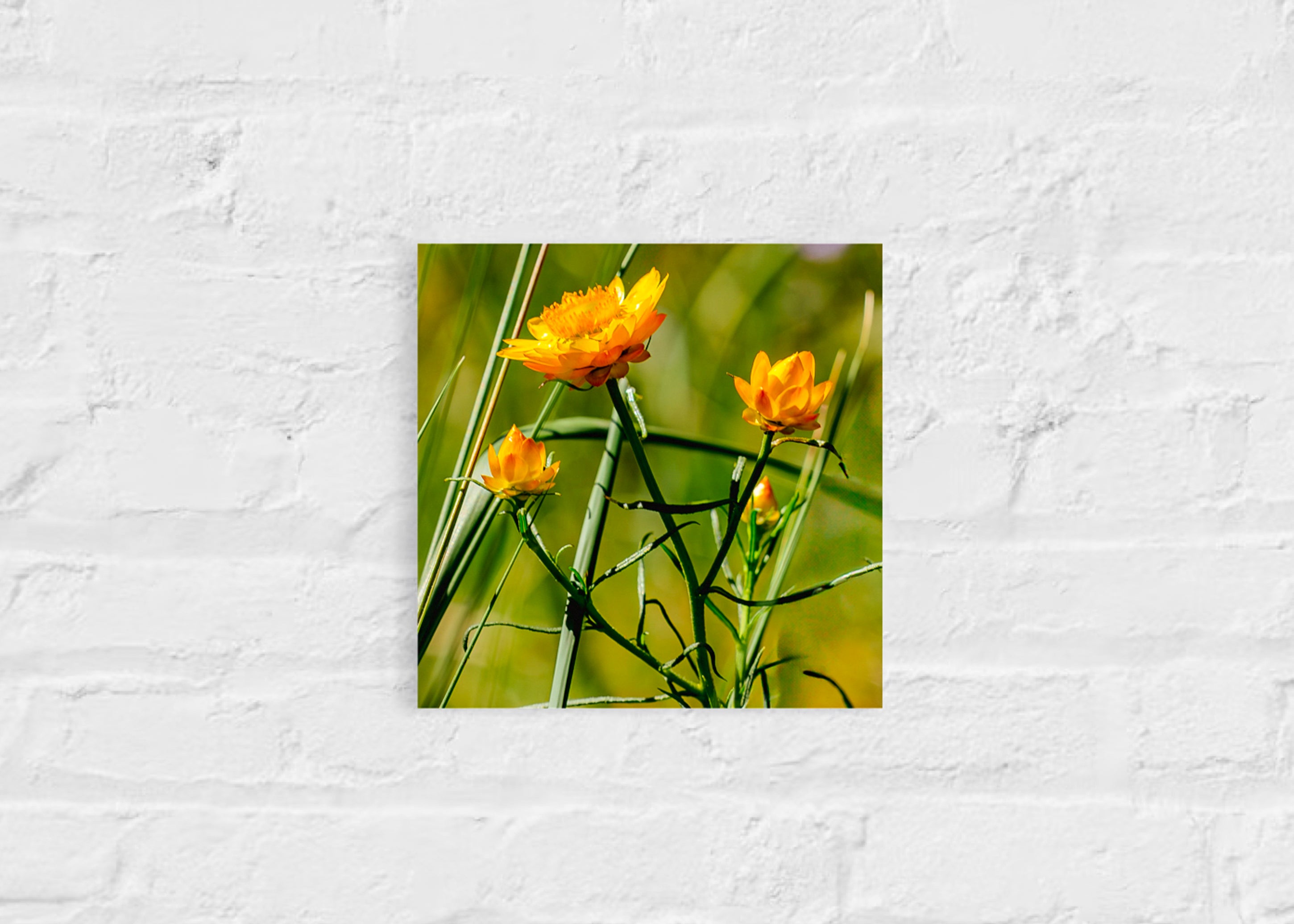 True Spring: Sticky Everlasting Small Square Print