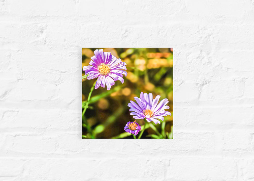 True Spring: Cut Leaf Daisies Small Square Print
