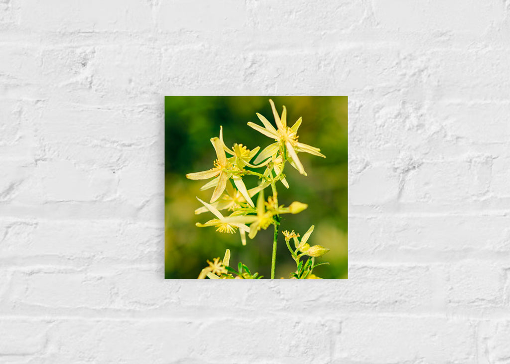 Pre Spring: Small Leaved Clematis Small Square Print