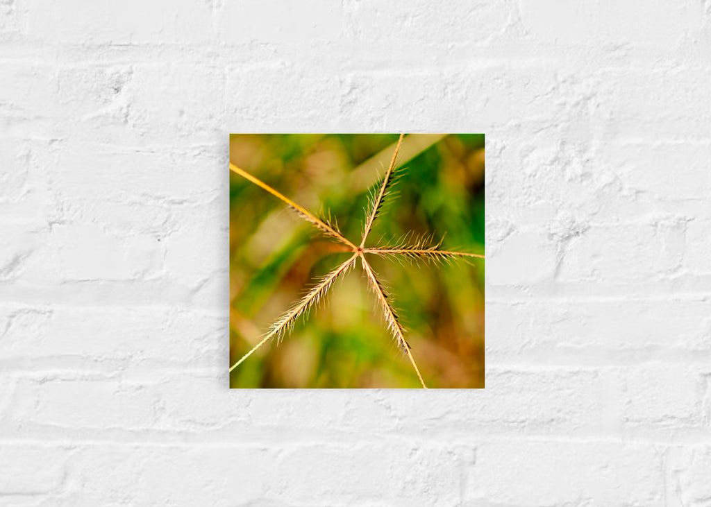 Pre Spring: Australian Windmill Grass Small Square Print