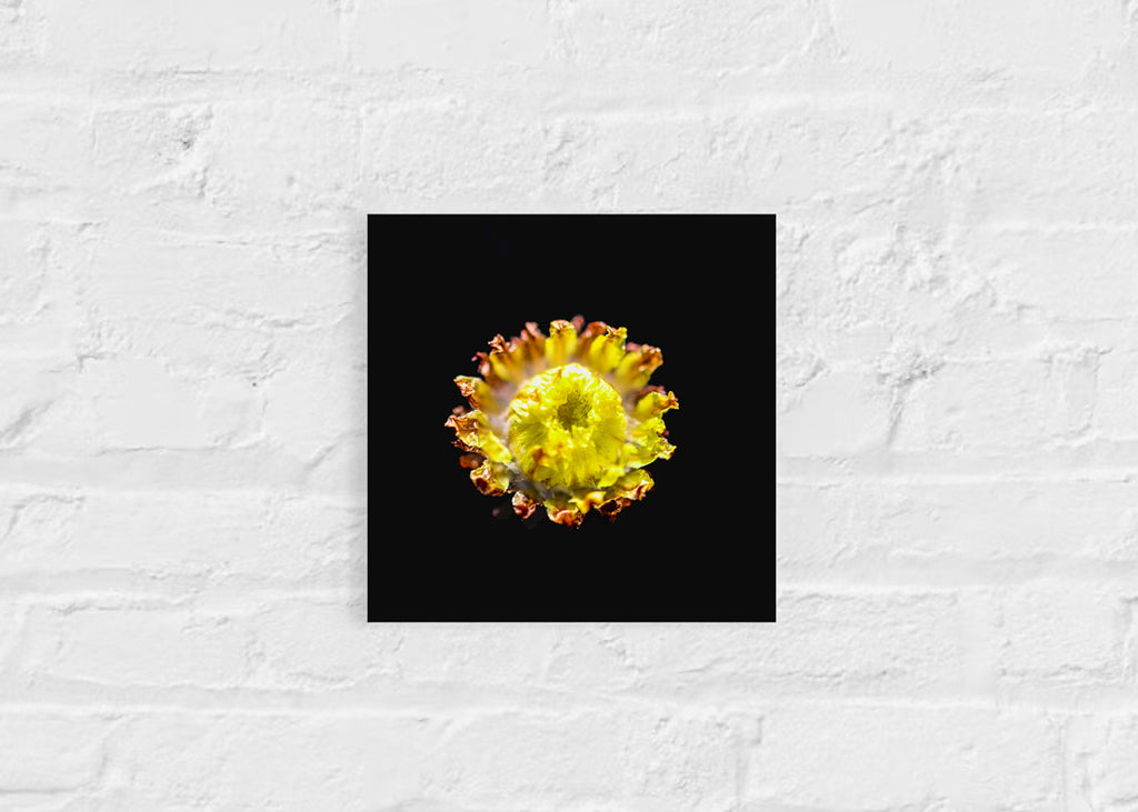 True Spring: Button Everlasting Small Square Print