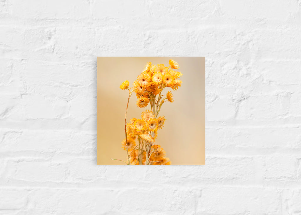 Late Summer: Clustered Everlasting Small Square Print