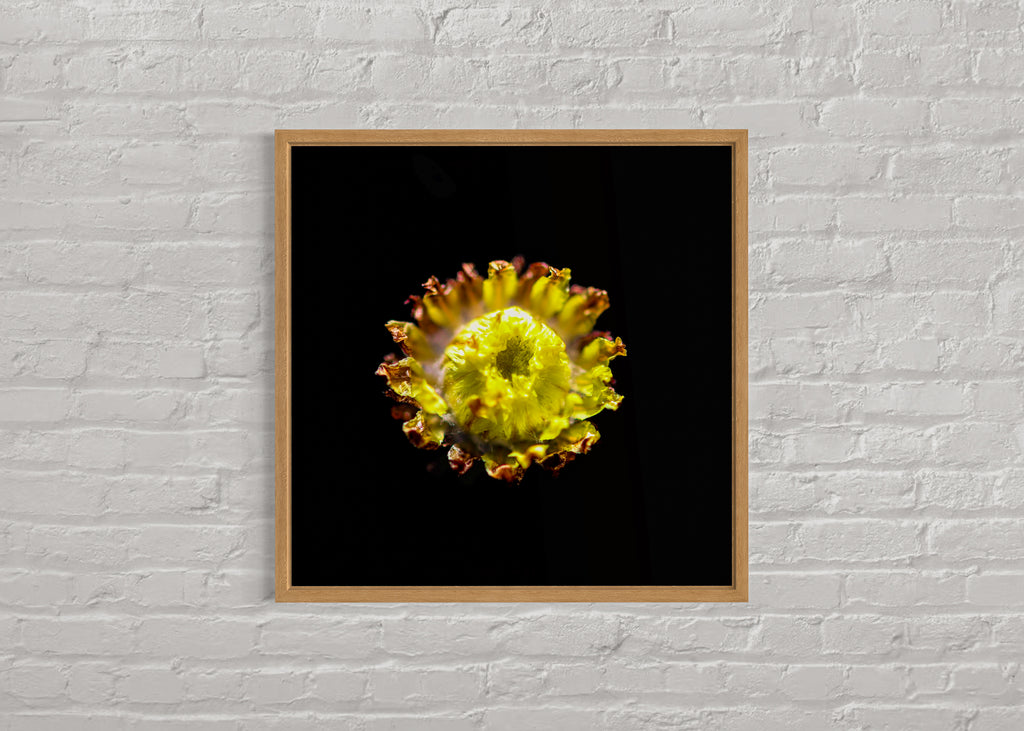 True Spring: Button Everlasting Large Square Print