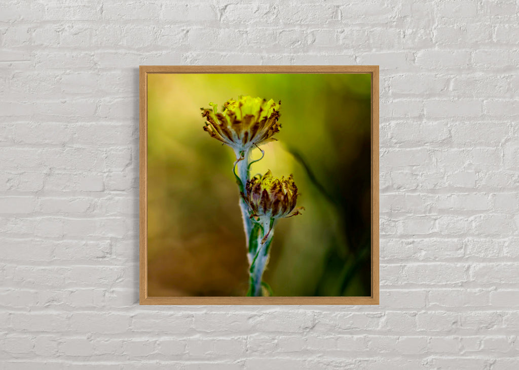 True Spring: Button Everlasting Large Square Print
