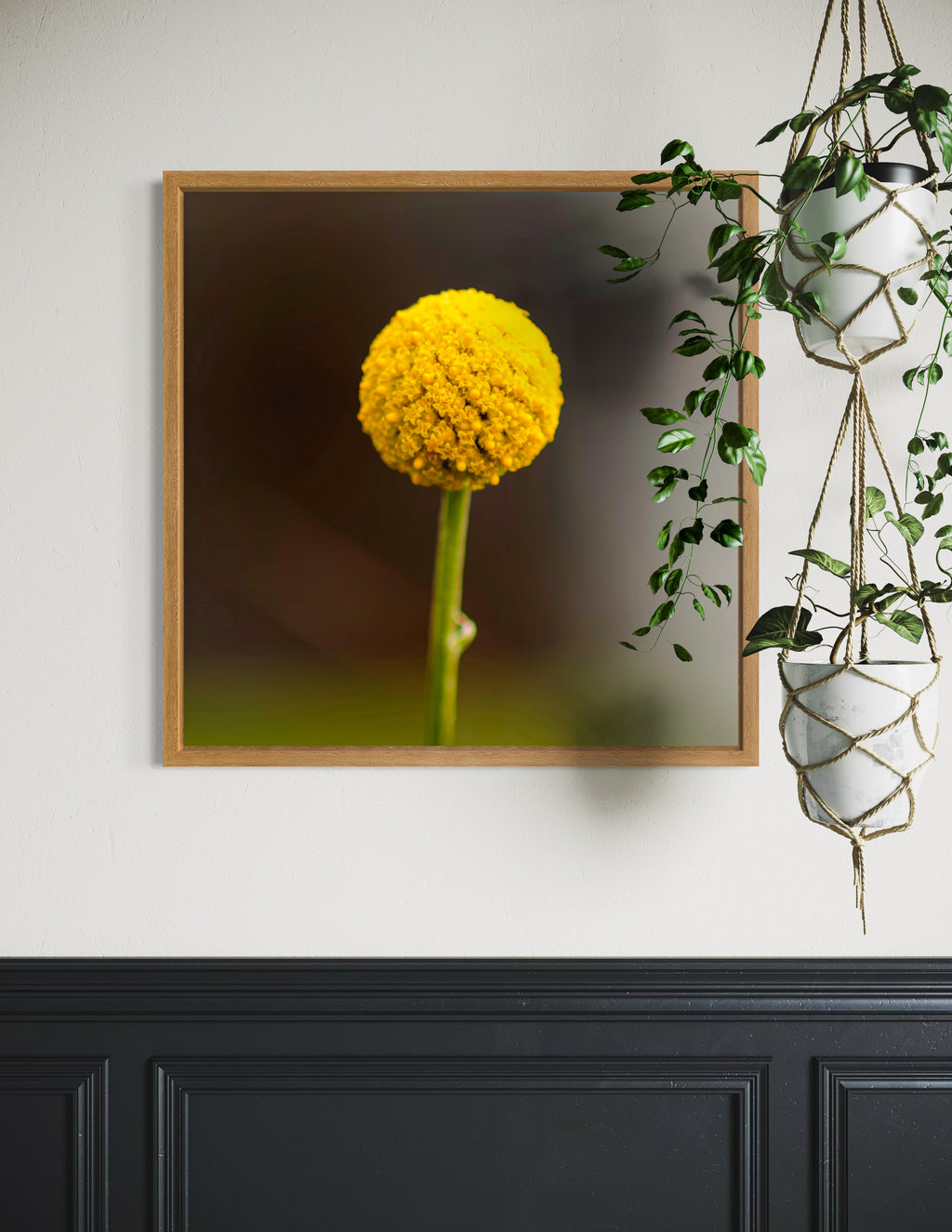 True Spring: Common Billy Button Large Square Print