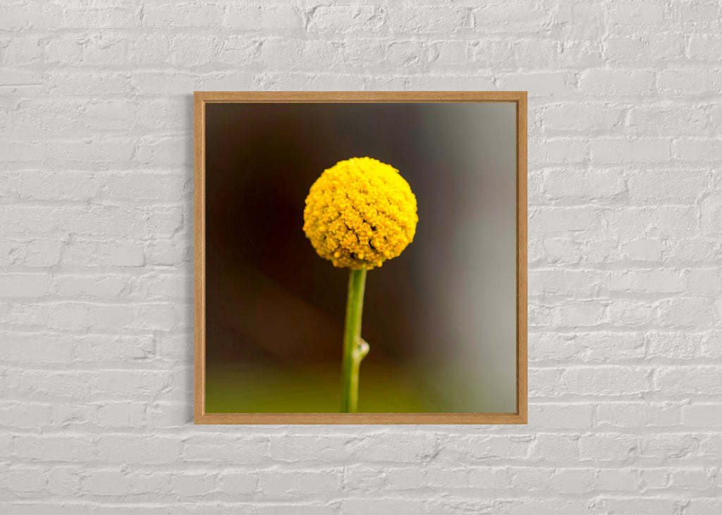 True Spring: Common Billy Button Large Square Print