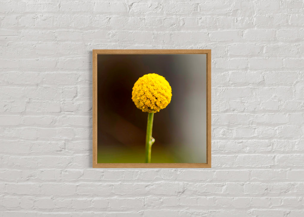 True Spring: Common Billy Button Medium Square Print