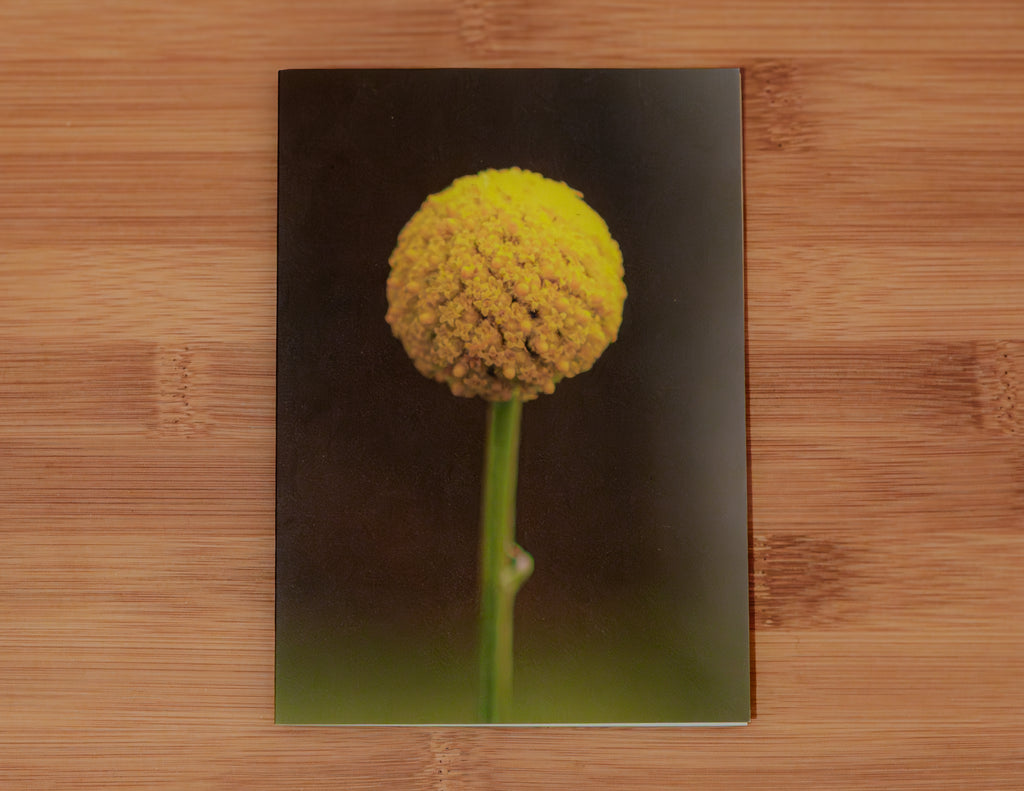 True Spring: Common Billy Button Gift Card