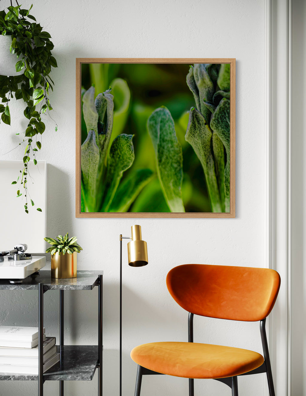 True Spring: Common Everlasting Broad Leaf Large Square Print