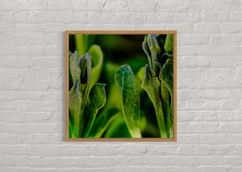 True Spring: Common Everlasting Broad Leaf Large Square Print