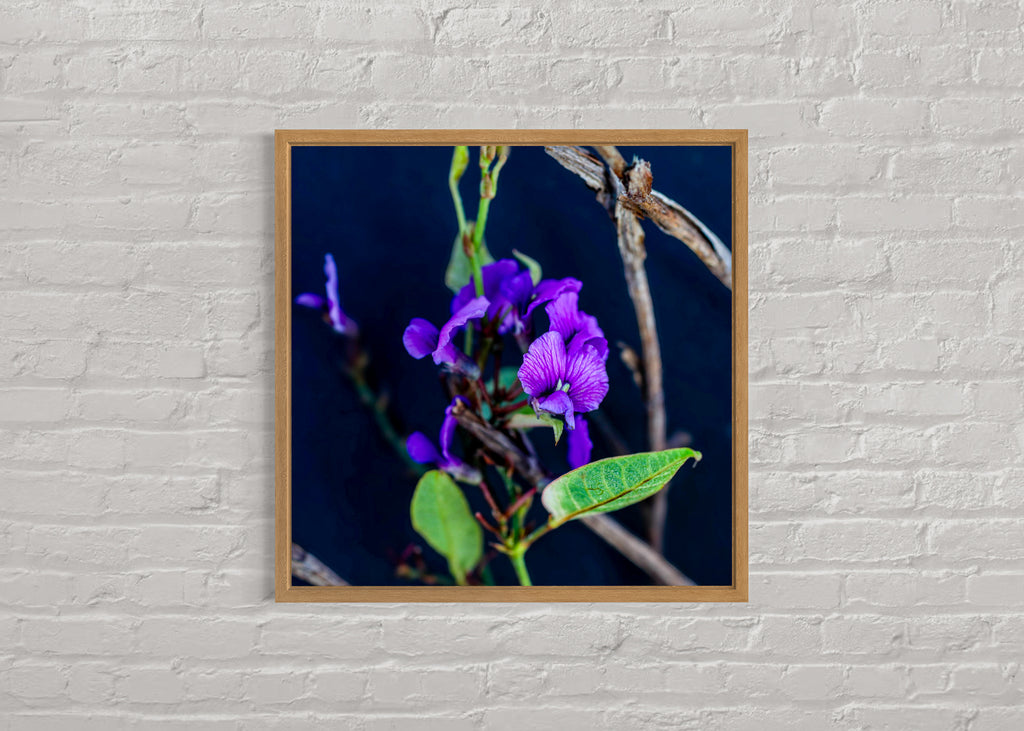 True Spring: Creeping Hovea Large Square Print
