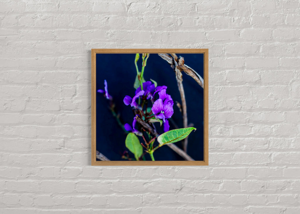 True Spring: Creeping Hovea Medium Square Print