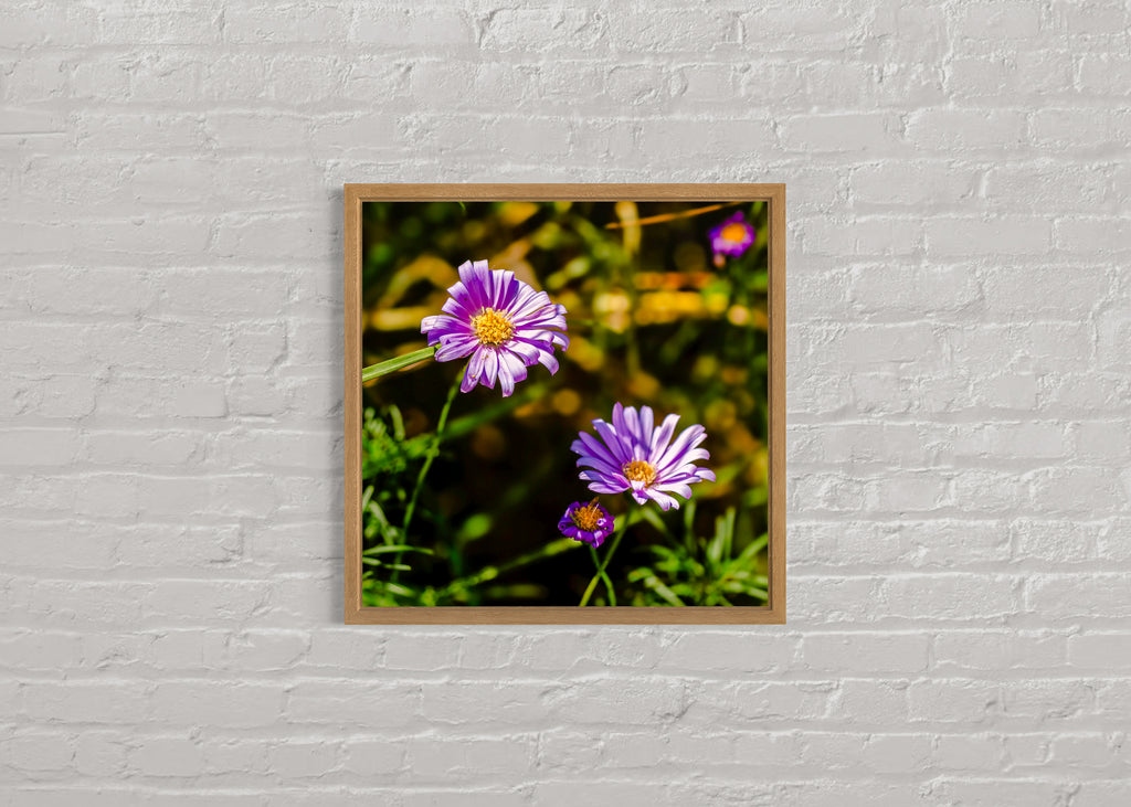 True Spring: Cut Leaf Daisies Medium Square Print