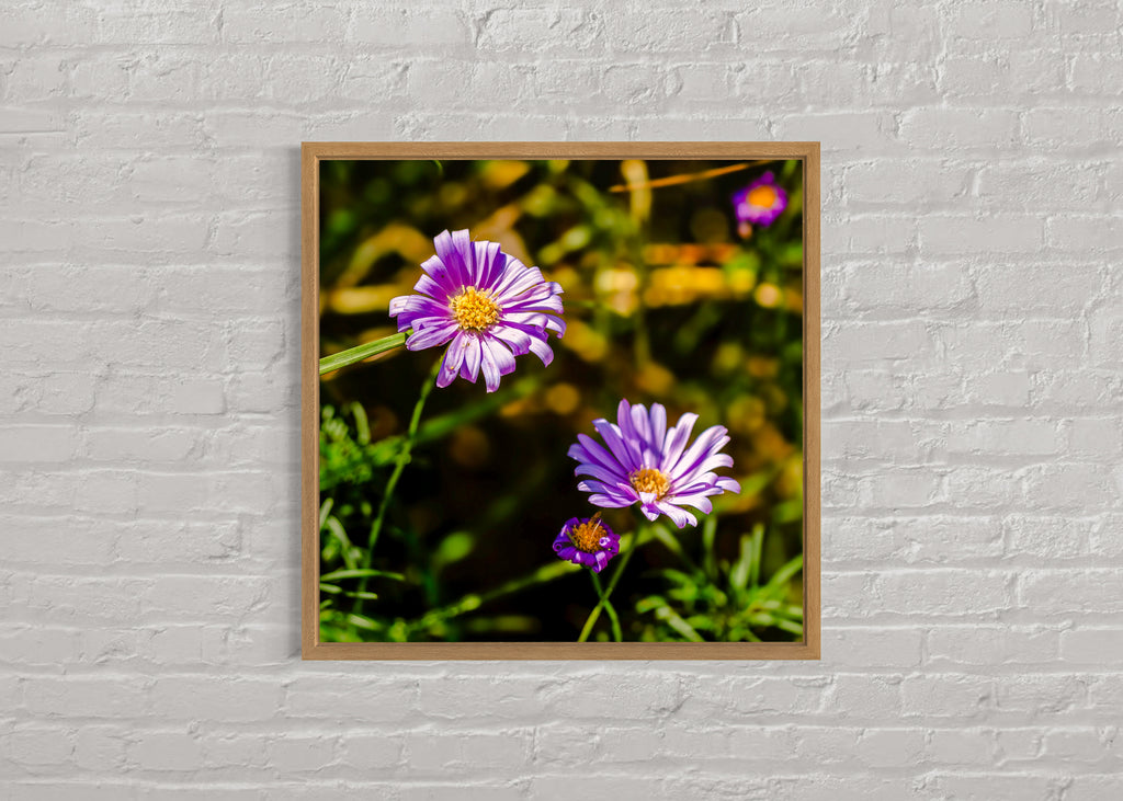 True Spring: Cut Leaf Daisies Large Square Print