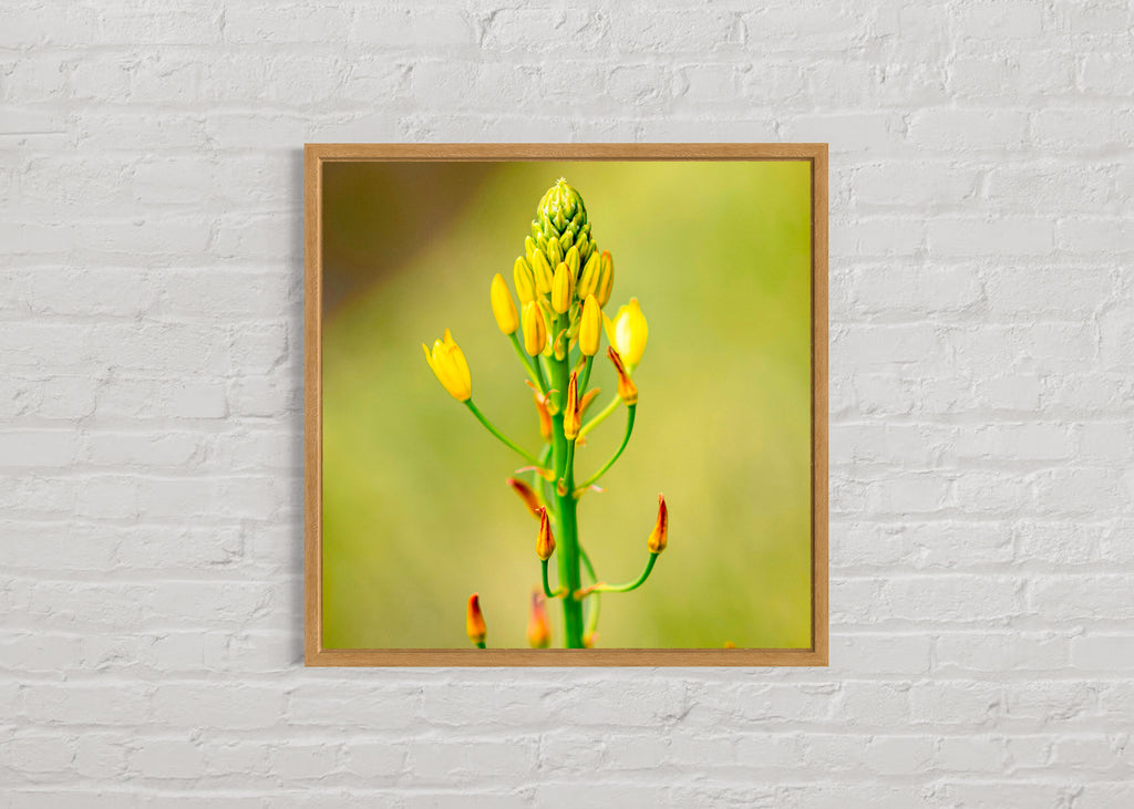 True Spring: Golden Lily Large Square Print