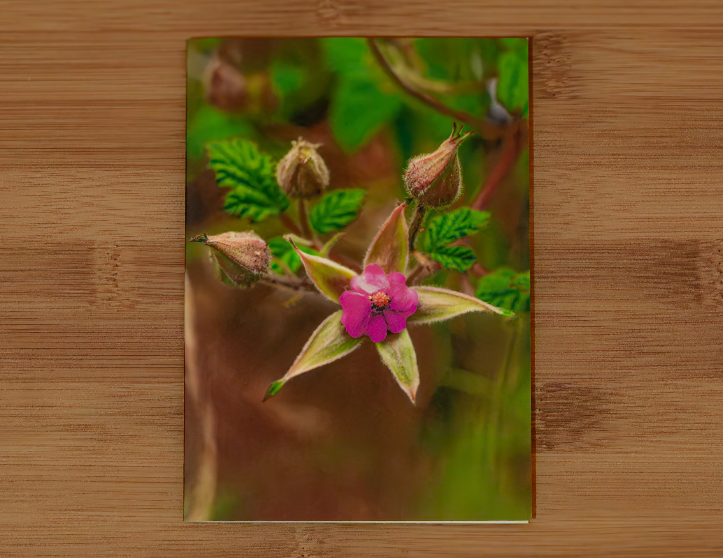 Lost Lands Found Gift Cards - Five Pack