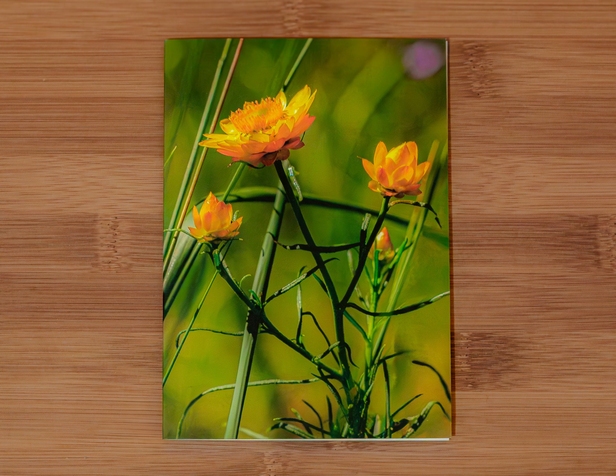 Lost Lands Found Gift Cards - Five Pack