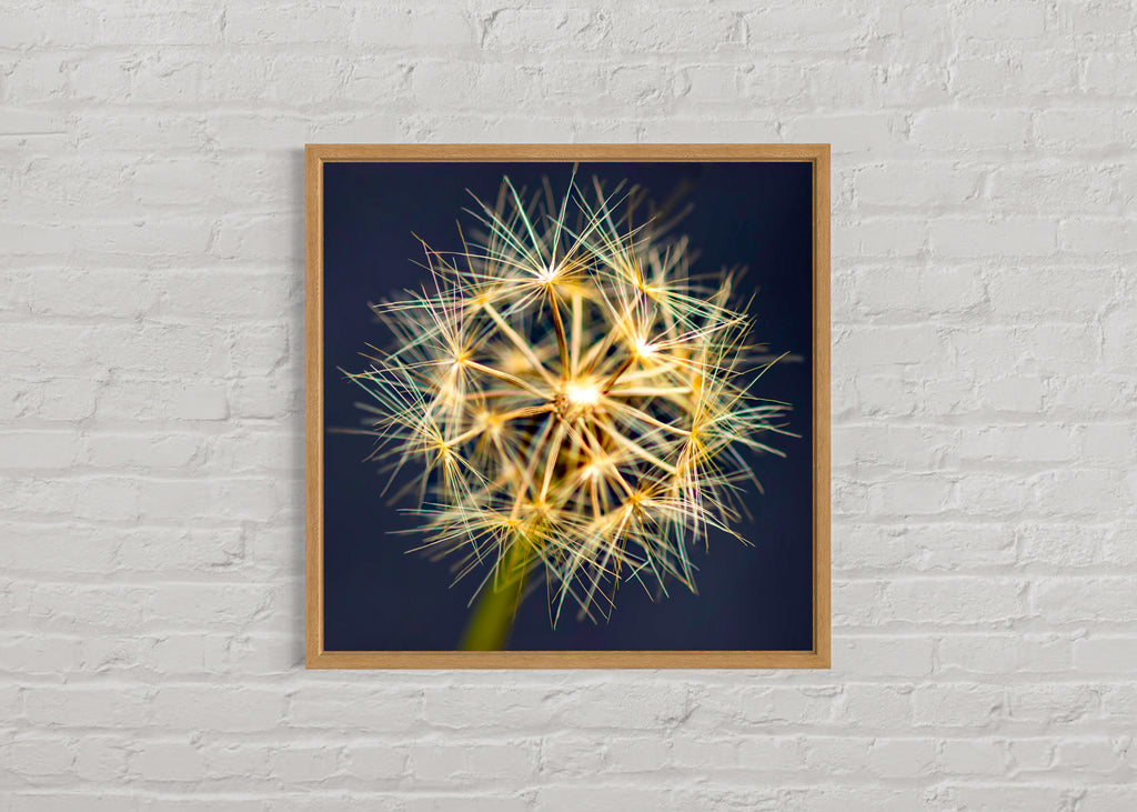 True Spring: Yam Daisy