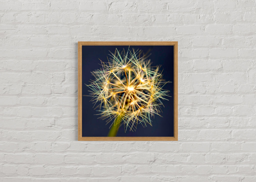 True Spring: Yam Daisy Medium Square Print